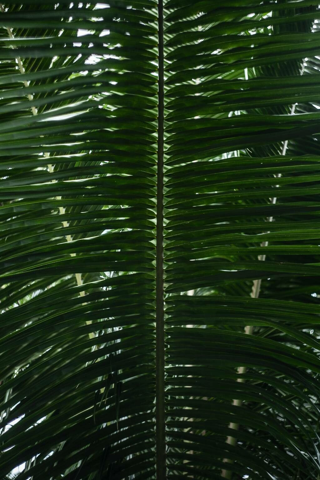 Beccariophoenix madagascariensis — related species from the same genus