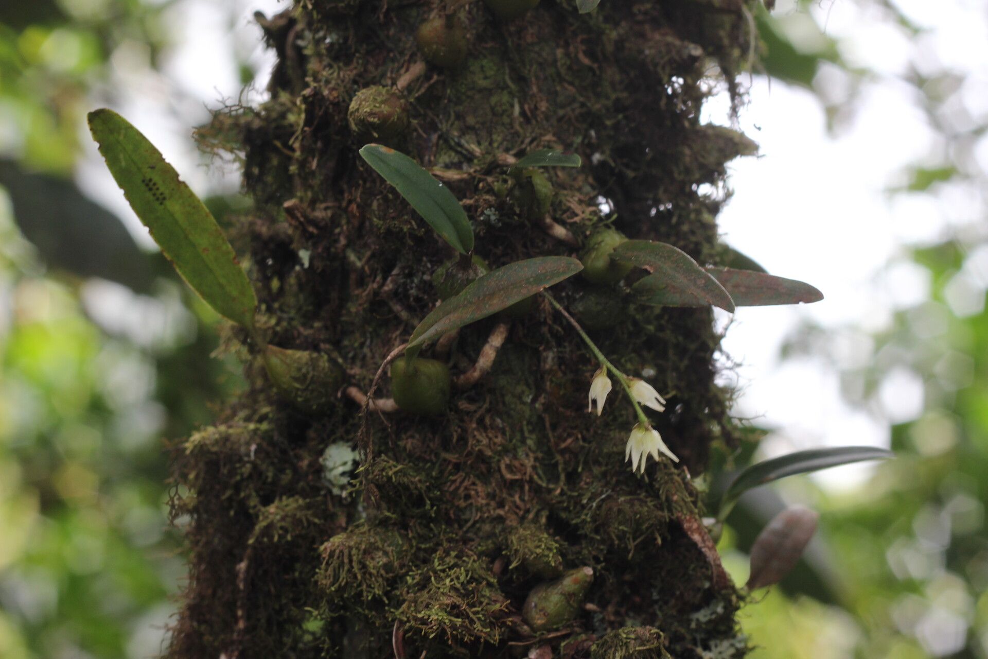 Bulbophyllum mediocre flower
