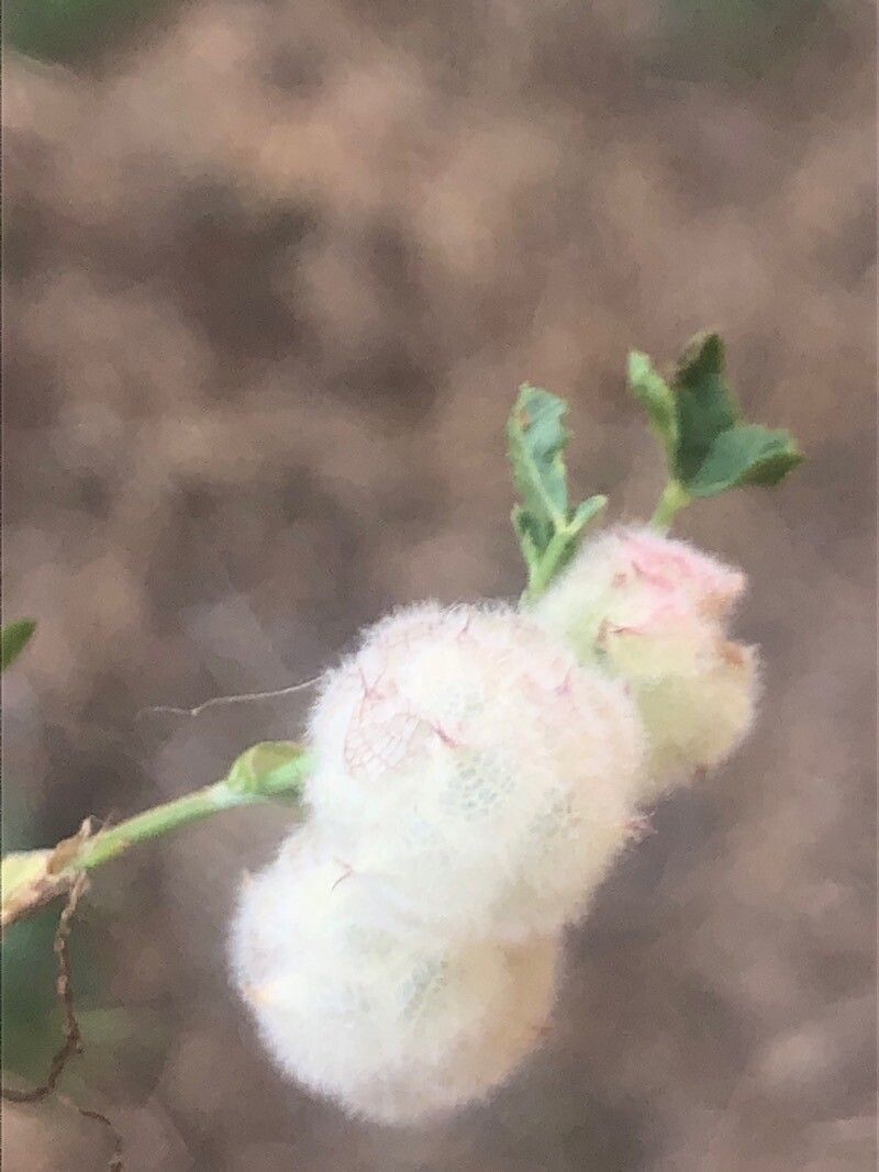 Trifolium tomentosum flower