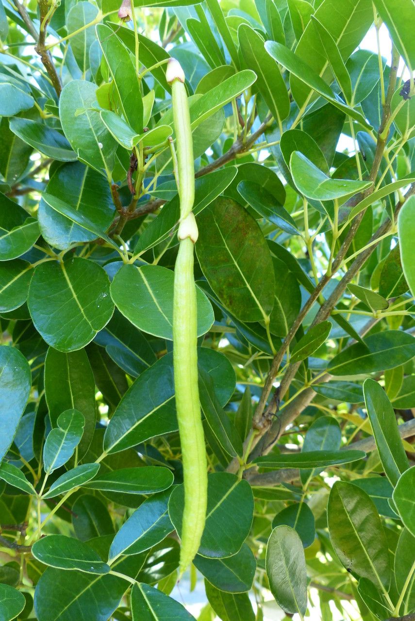 Tabebuia pallida fruit
