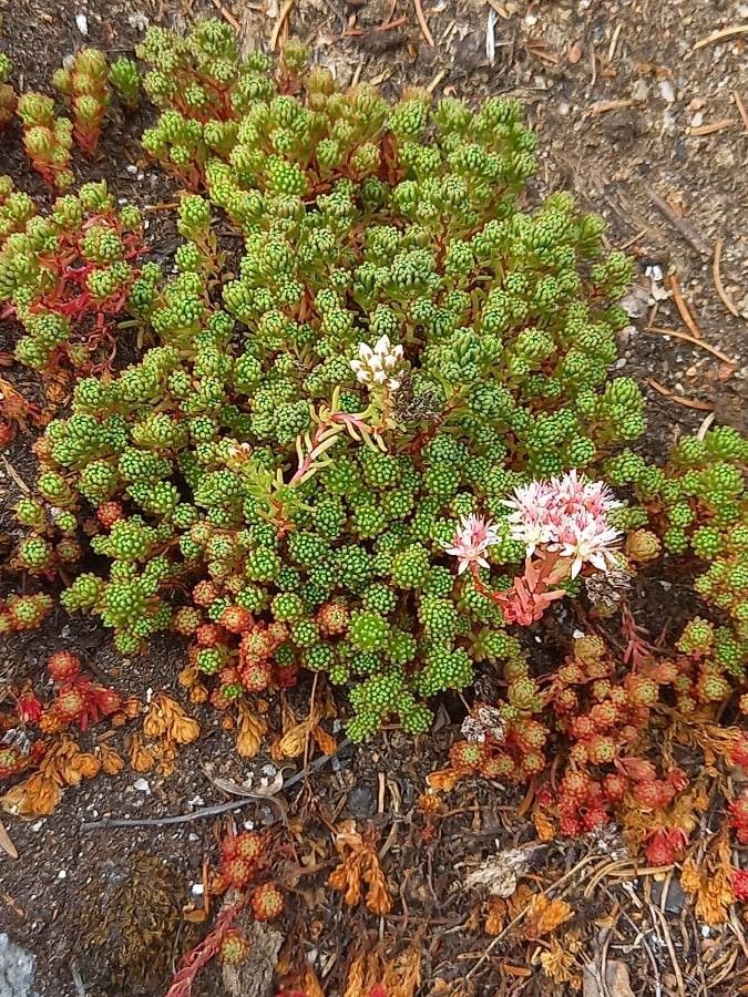 Sedum lydium — houseplant care guide