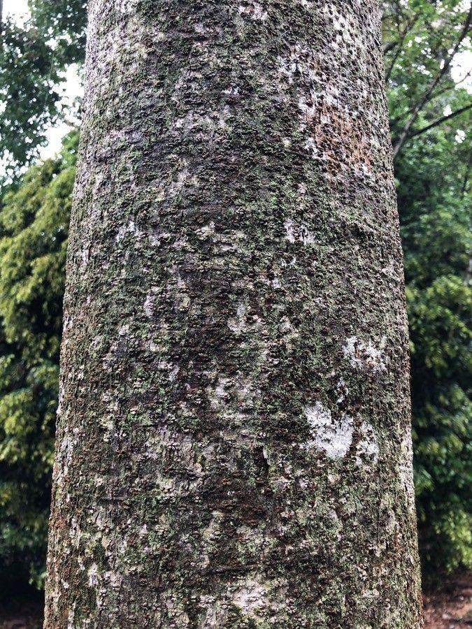 Dipterocarpus verrucosus bark
