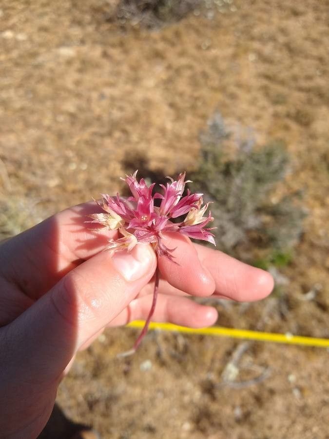 Allium monticola flower