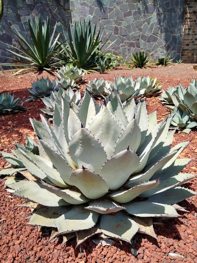 Agave flexispina — search result for 'Agave'