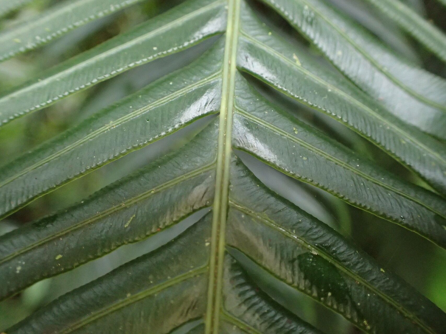 Blechnum binervatum leaf