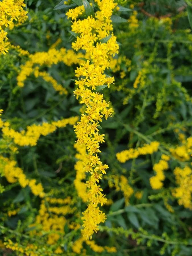 Solidago ulmifolia flower