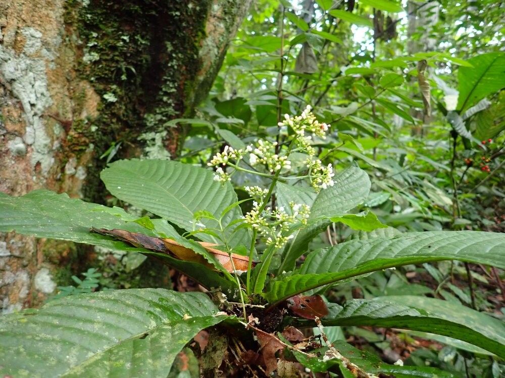 Psychotria anthocleistifolia — houseplant care guide