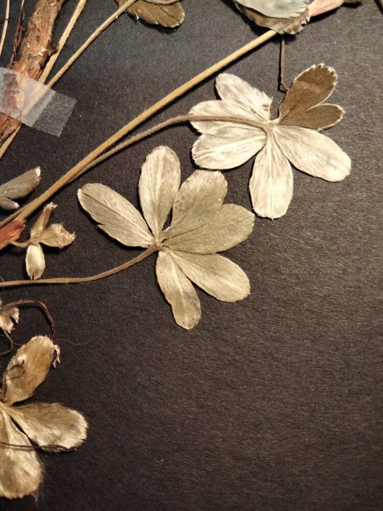 Alchemilla subsericea — houseplant care guide