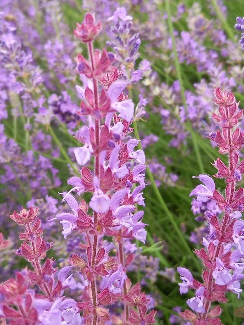 Salvia amplexicaulis flower