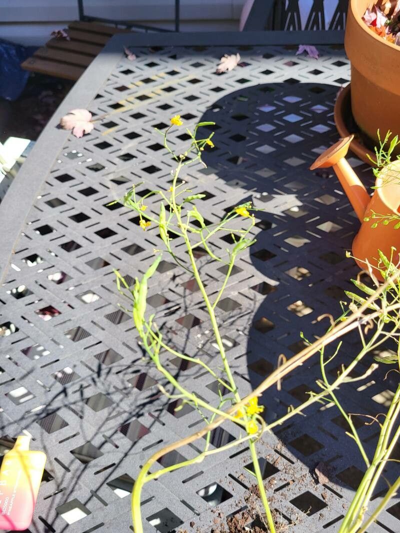 Amphiachyris dracunculoides fruit