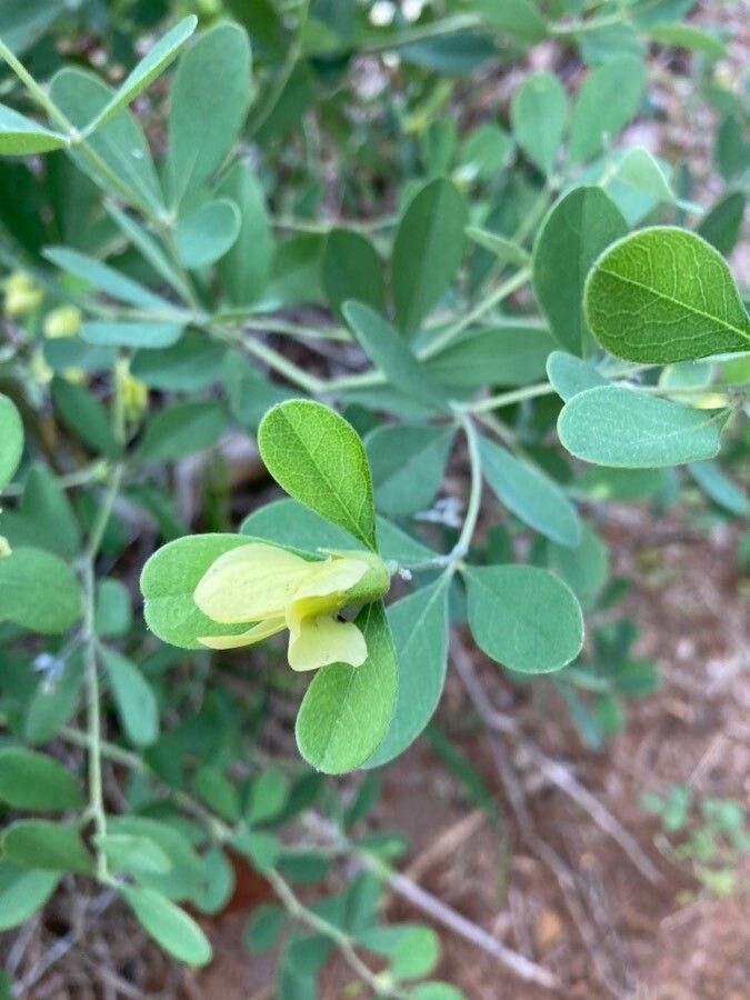 Baptisia nuttalliana flower