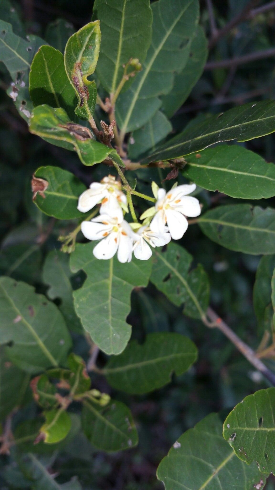 Dombeya decaryana — houseplant care guide
