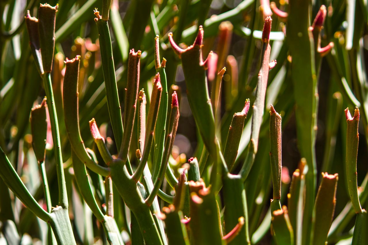 Euphorbia ramipressa leaf