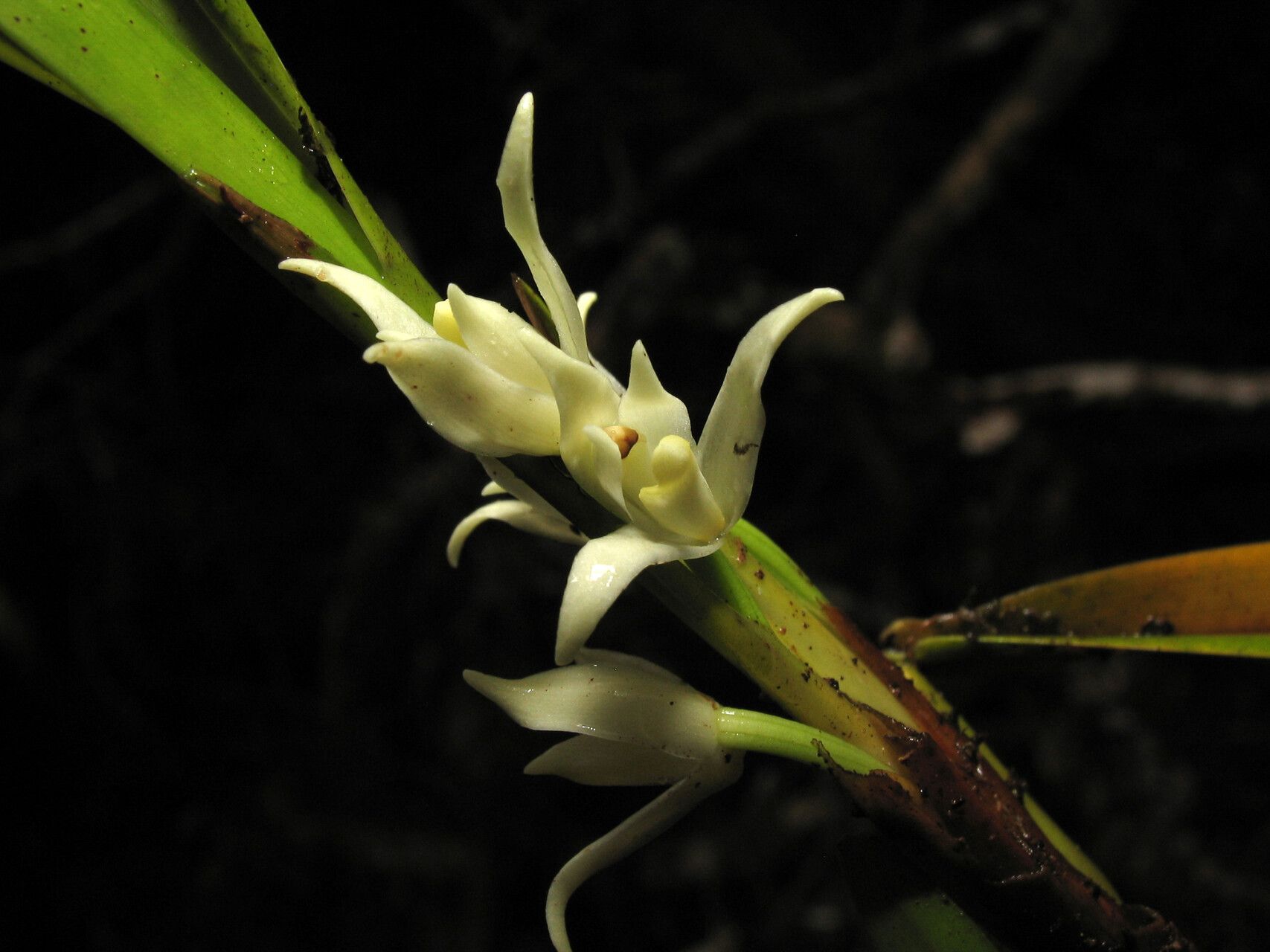 Maxillaria alba flower