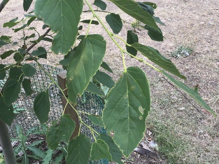 Tilia tuan — search result for 'Tilia'