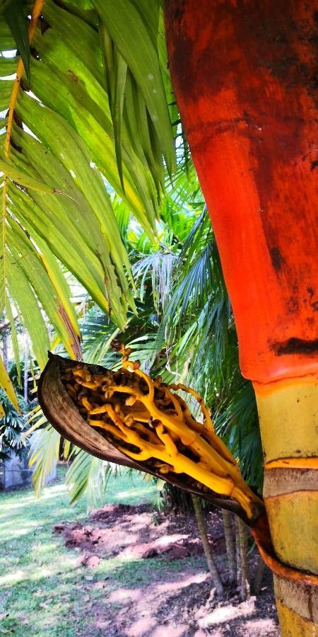 Areca vestiaria flower
