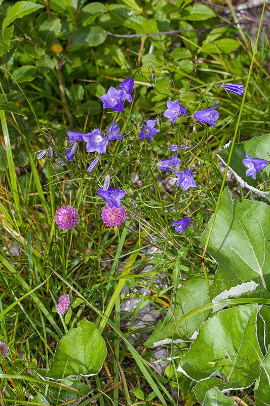 Campanula witasekiana leaf