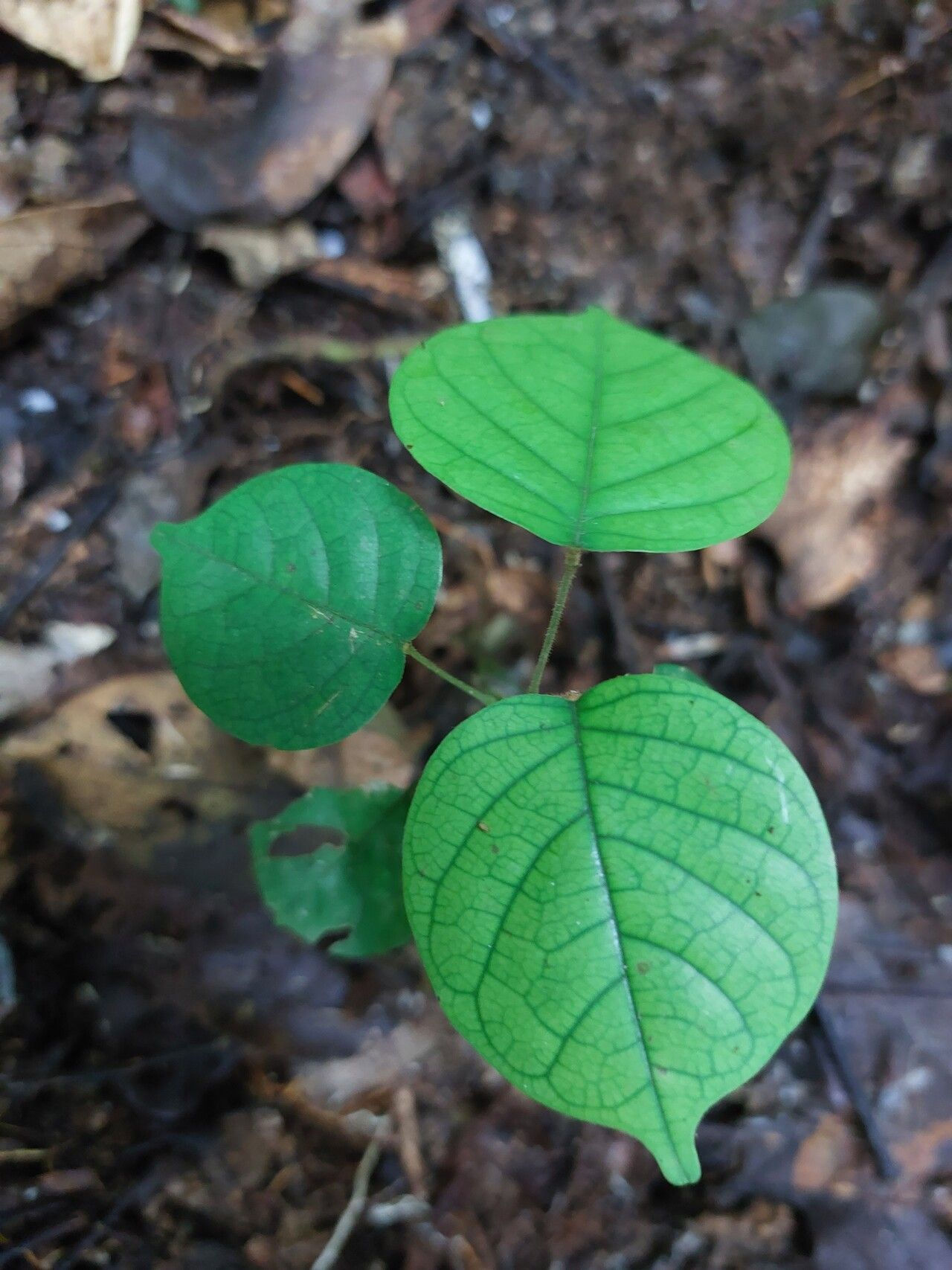 Dialium lopense leaf