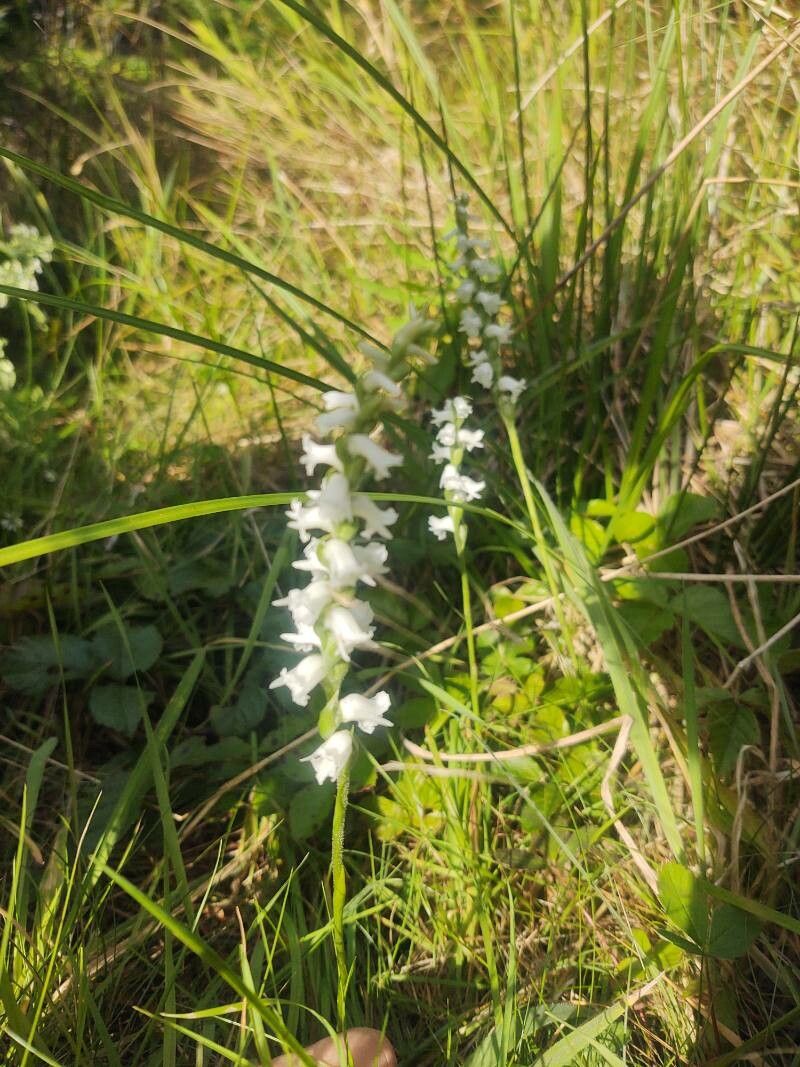 Spiranthes tuberosa — search result for 'Spiranthes'