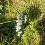 Spiranthes tuberosa