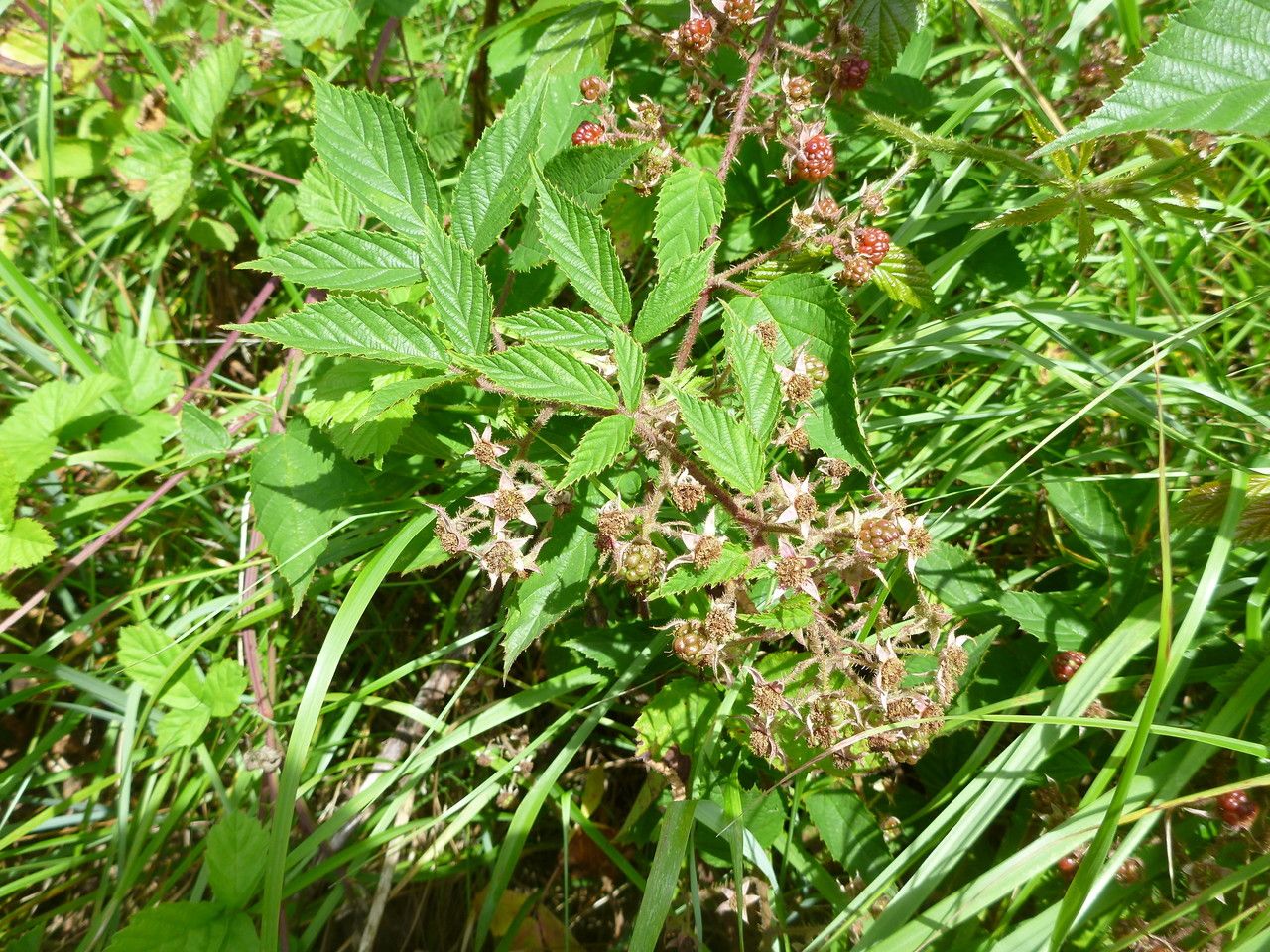 Rubus praticolor flower