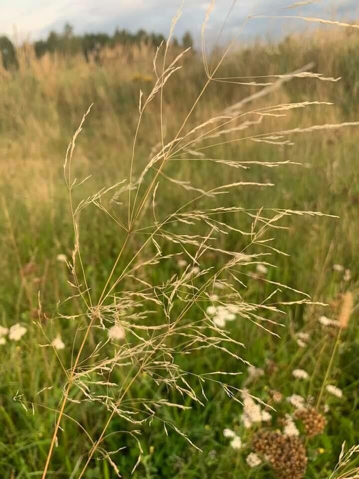 Apera spica-venti fruit