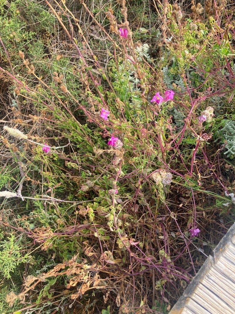 Antirrhinum cirrhigerum flower
