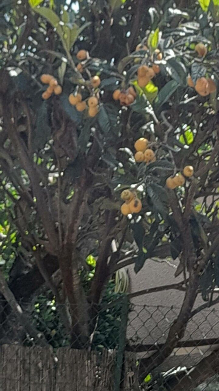 Pouteria torta fruit