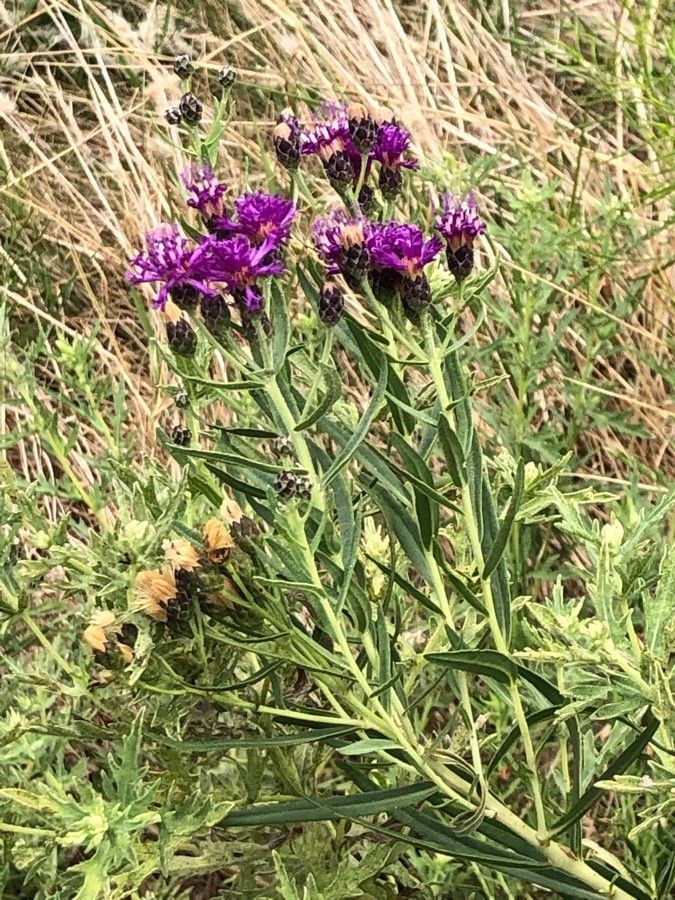 Vernonia marginata flower