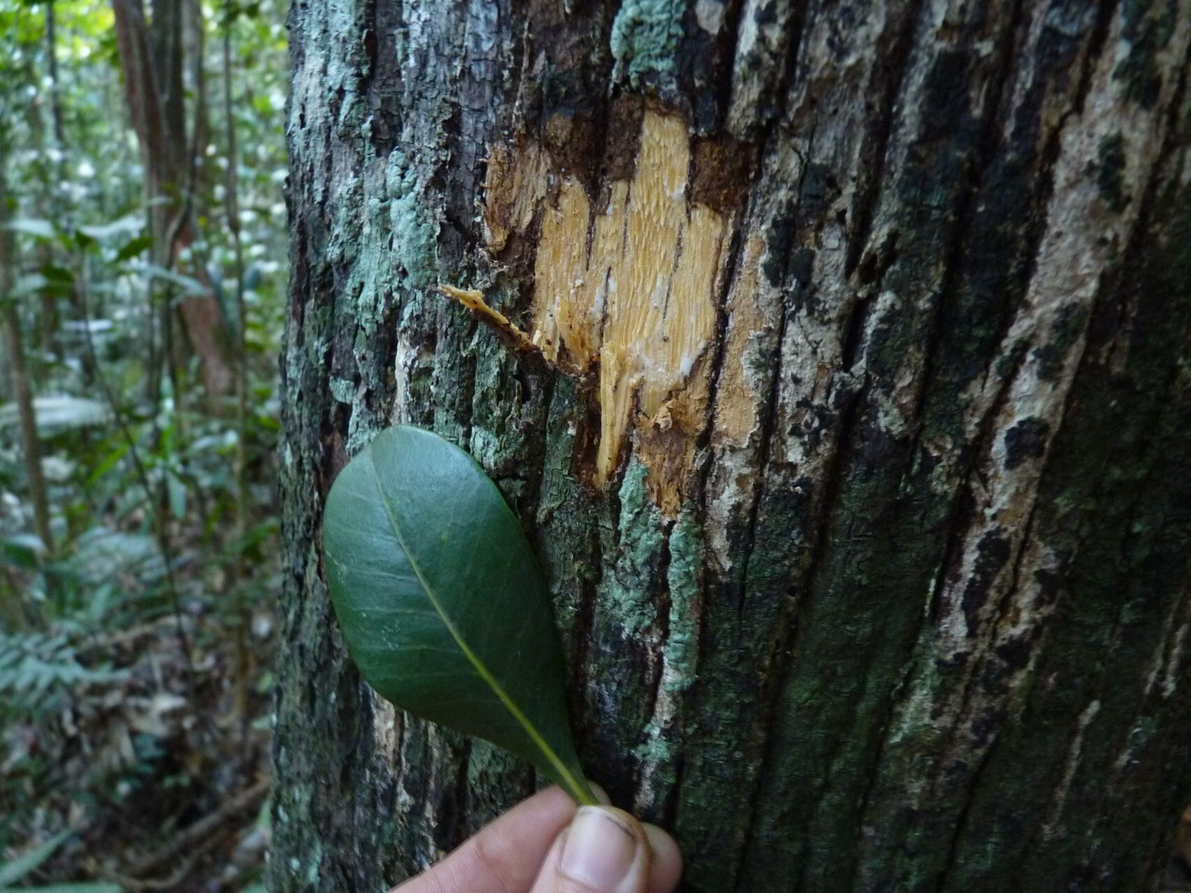 Planchonella reticulata bark