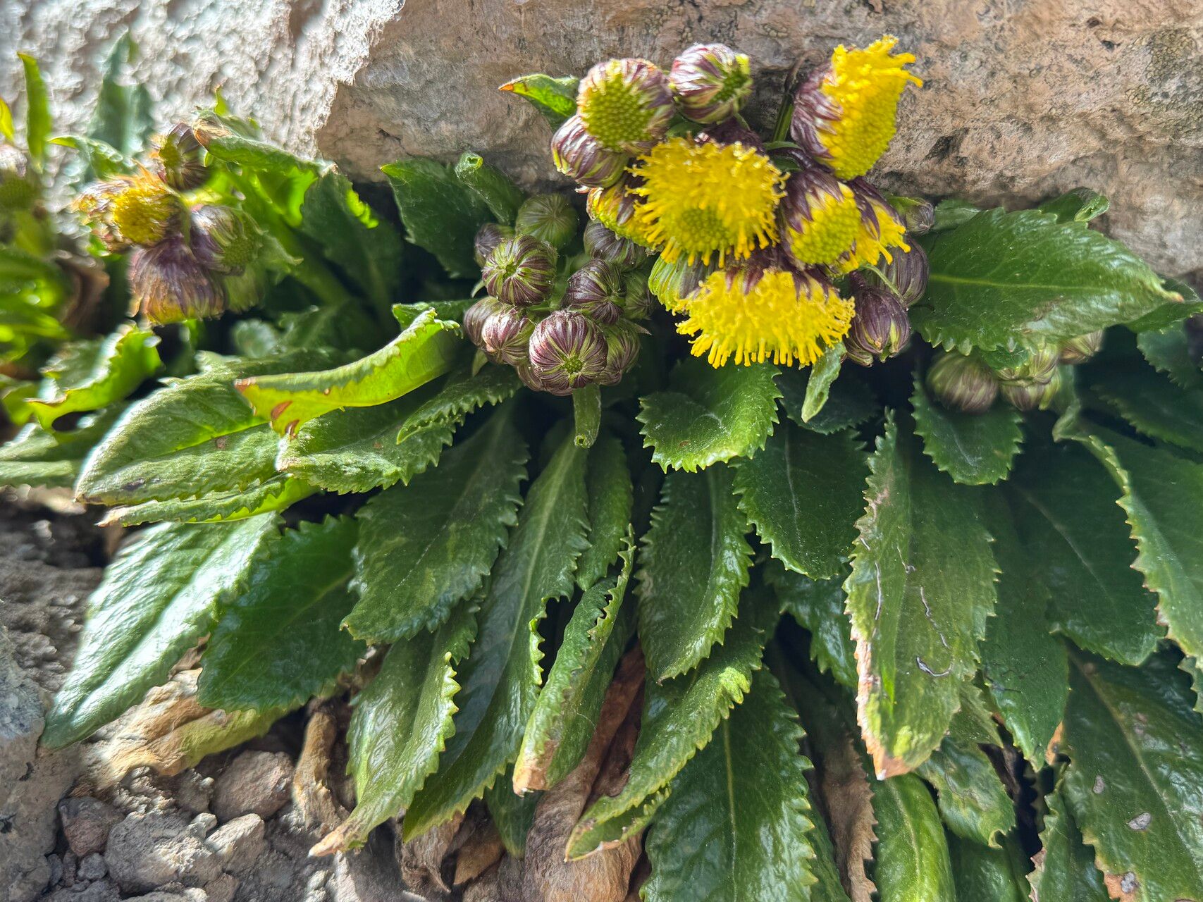 Senecio violifolius — houseplant care guide