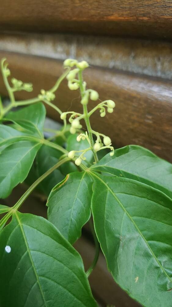 Serjania circumvallata flower