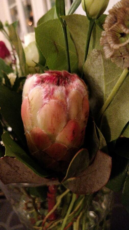 Protea grandiceps flower