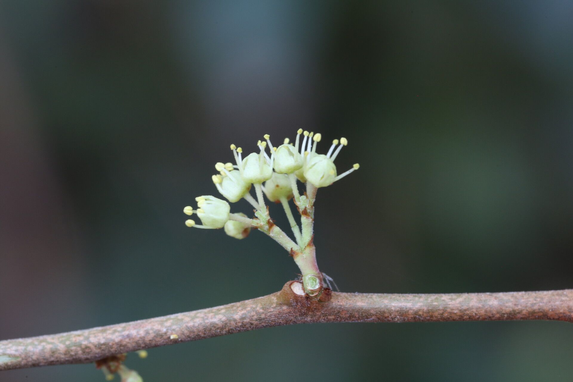 Gymnosporia buchananii flower