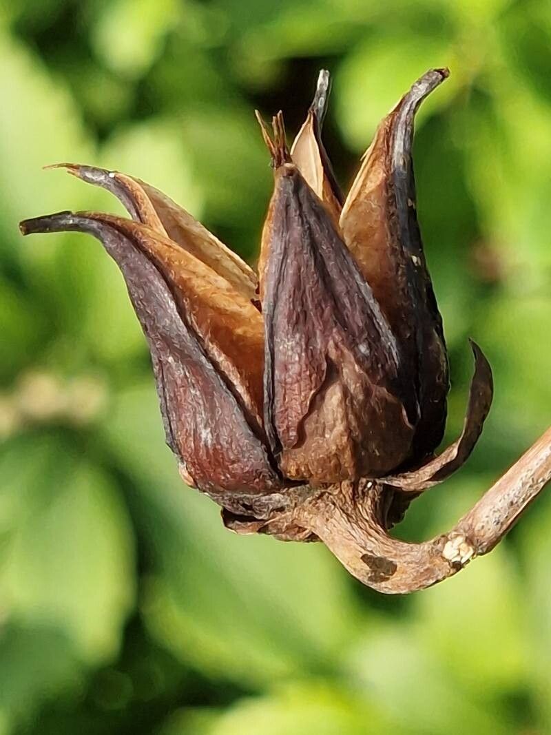 Campanula perpusilla — houseplant care guide