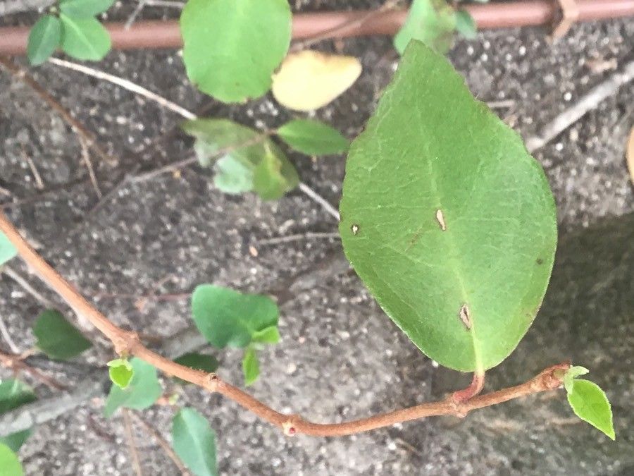 Decumaria barbara — search result for 'Hydrangea'