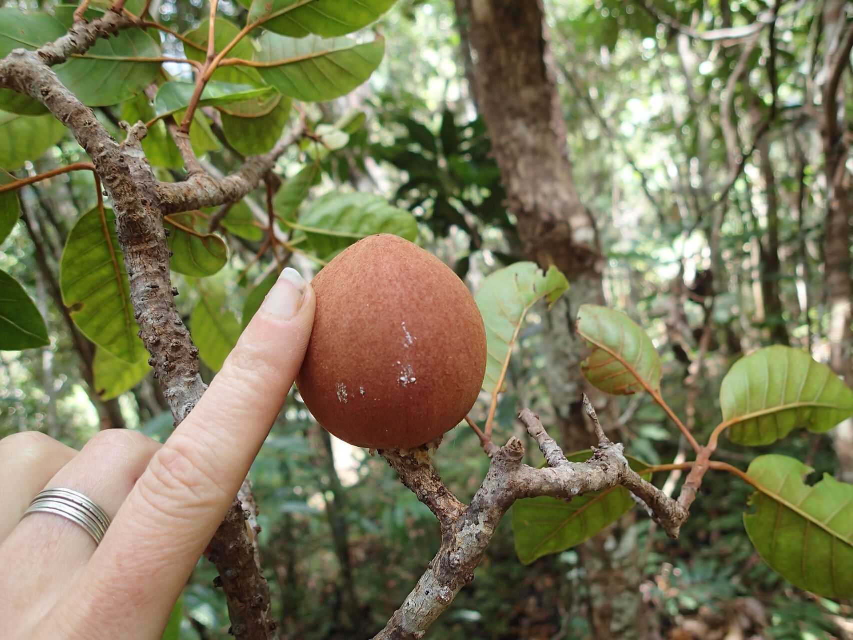 Planchonella sphaerocarpa fruit
