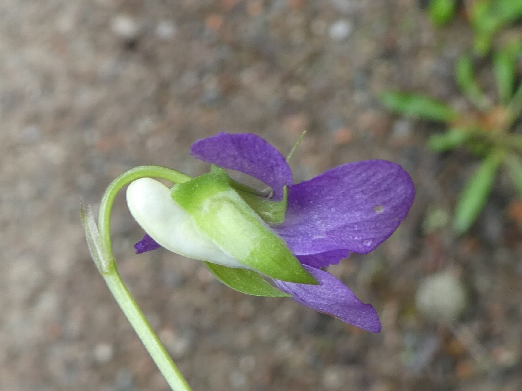 Viola willkommii flower