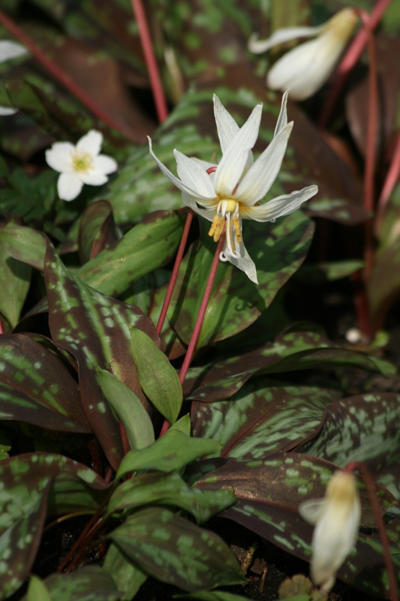 Erythronium caucasicum flower
