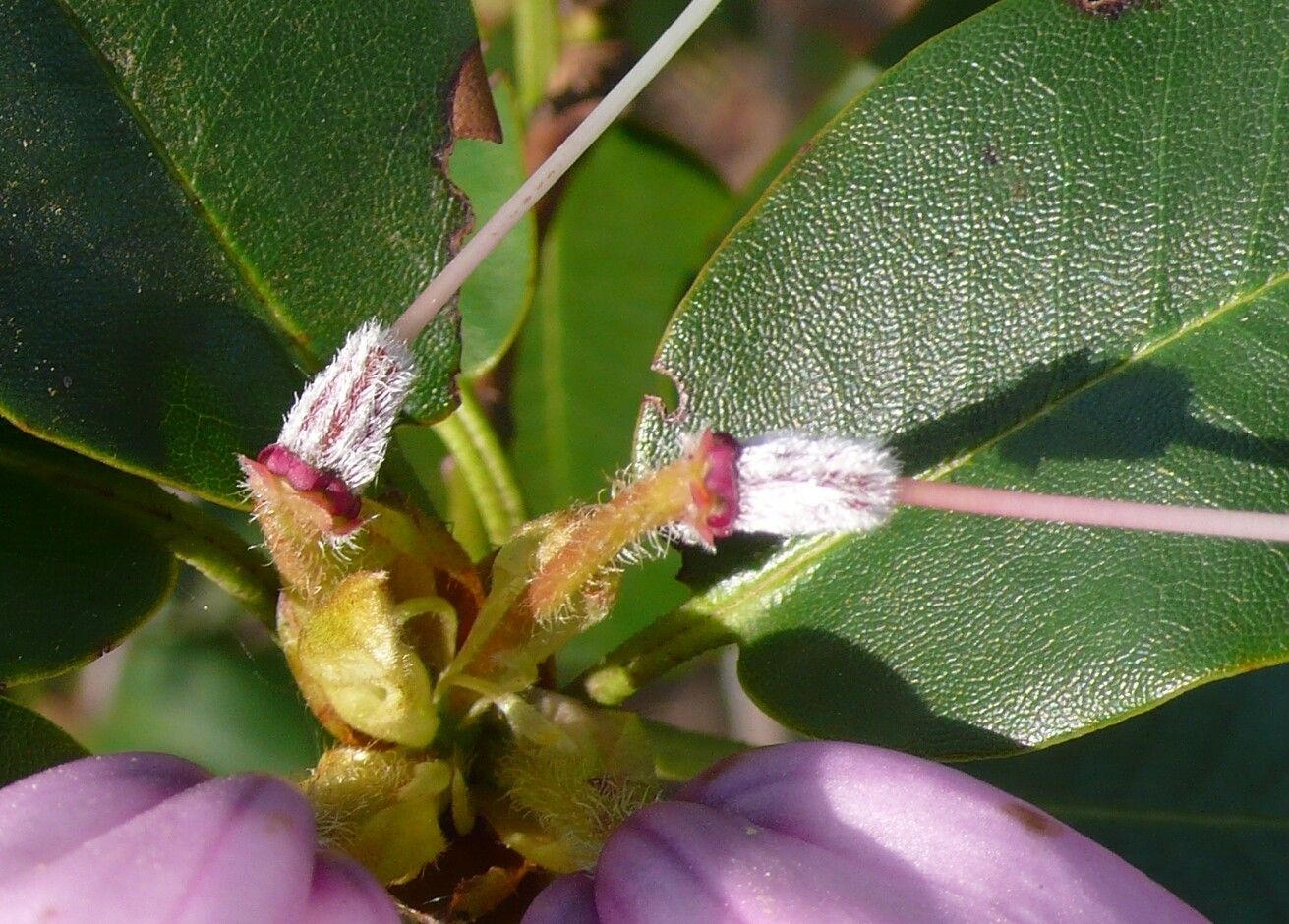 Rhododendron maculiferum fruit