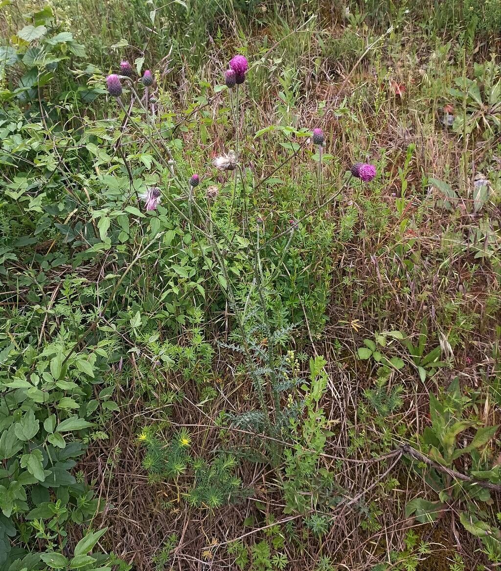 Carduus collinus flower
