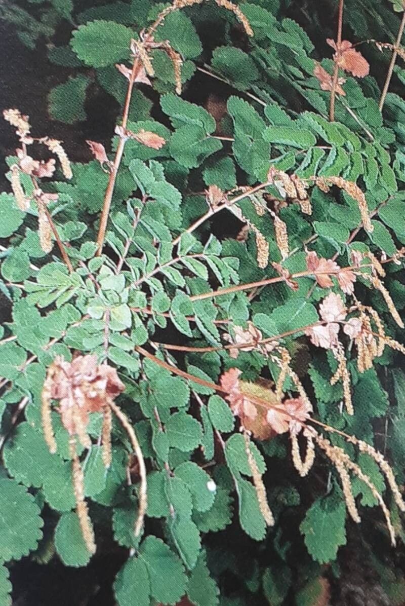 Sanguisorba menendezii flower