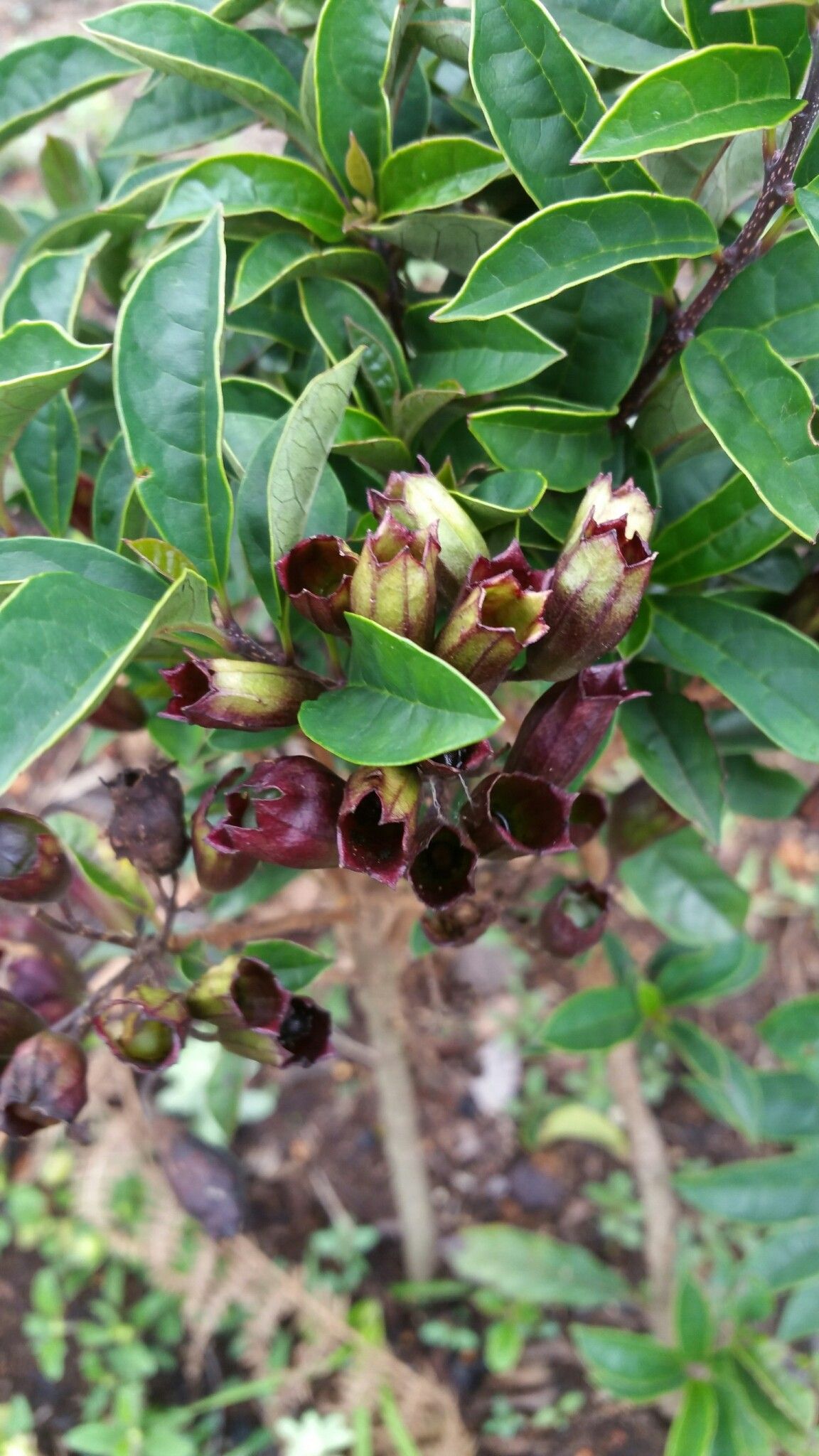 Clerodendrum decaryi fruit