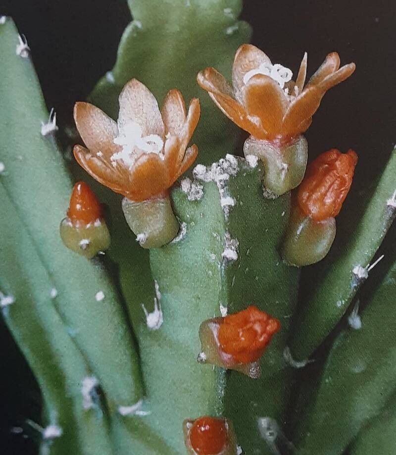 Pfeiffera monacantha flower