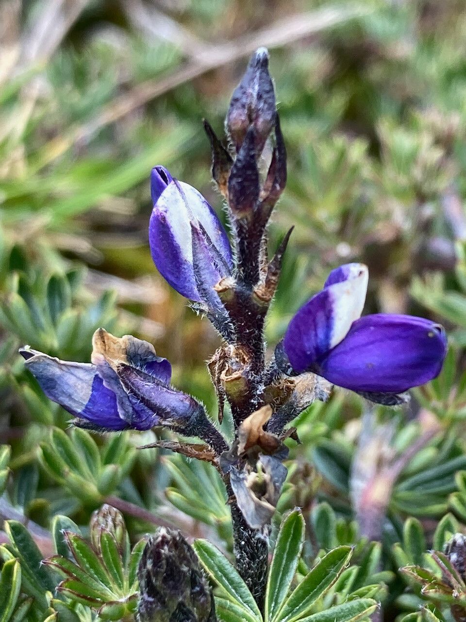Lupinus colombiensis flower