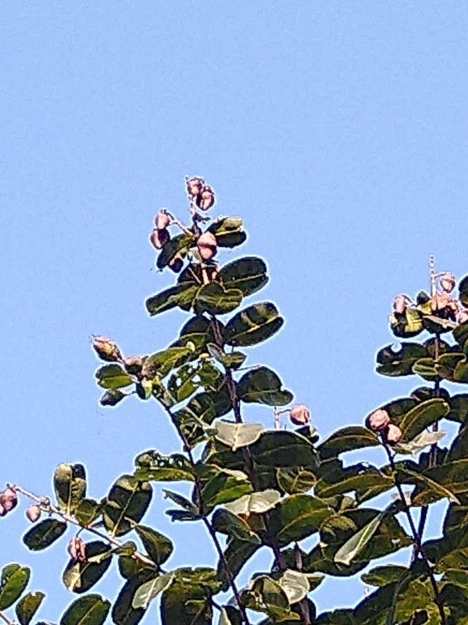 Arillastrum gummiferum fruit