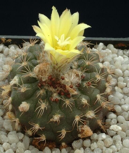 Frailea schilinzkyana flower