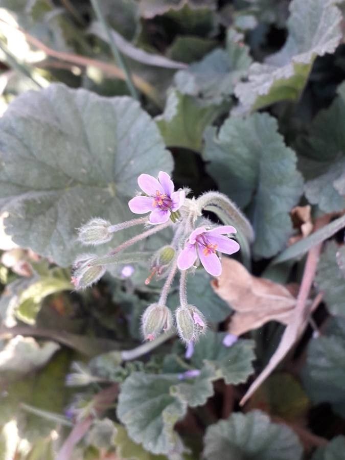 Erodium malacoides flower
