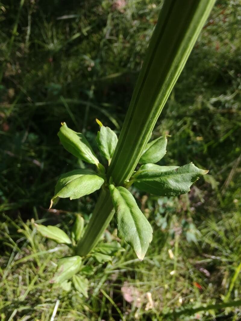 Physostegia digitalis