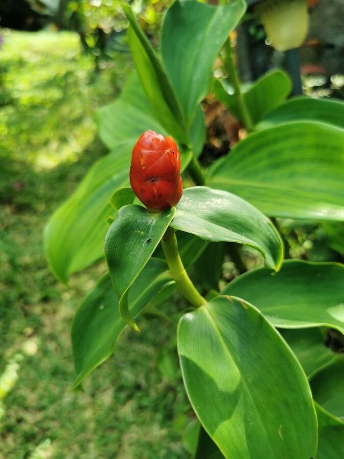 Costus spiralis fruit